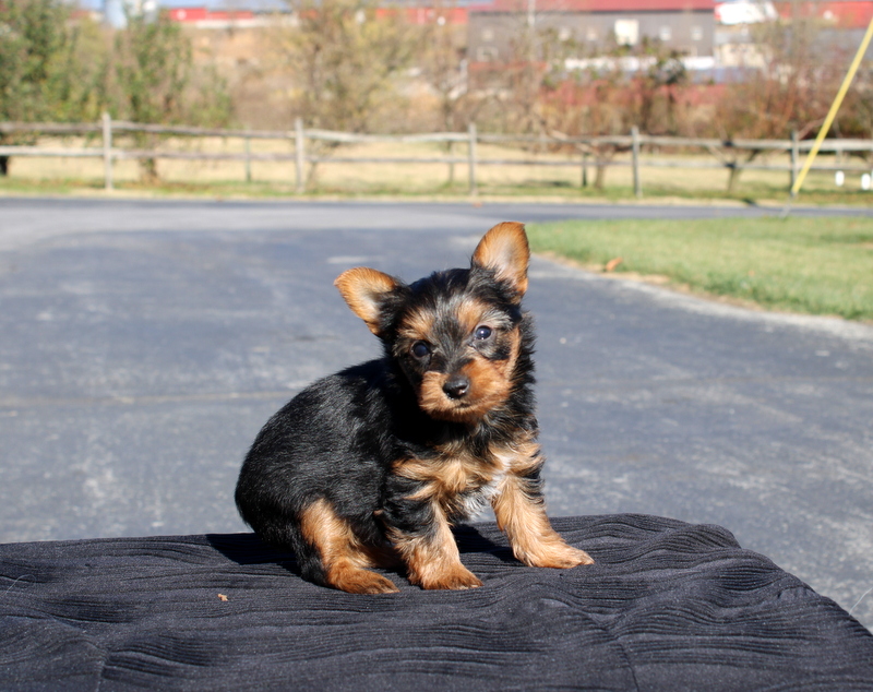 puppy, for, sale, Yokshire Terrier, Matthew B. Stoltzfus, dog, breeder, Gap, PA, dog-breeder, puppy-for-sale, forsale, nearby, find, puppyfind, locator, puppylocator, aca